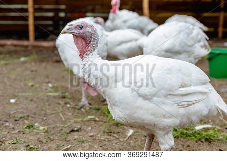Turkey On A Farm , Breeding Turkeys. White Turkey Portrait. Flock Of Turkeys At The Farm. Pasture Ra