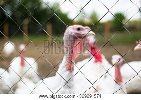 Turkey On A Farm , Breeding Turkeys. White Turkey Portrait. Flock Of Turkeys At The Farm. Pasture Ra