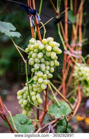 Ripe Green Grapes On A Branch In The Garden.