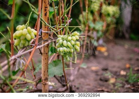 Ripe Green Grapes On A Branch In The Garden.