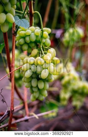 Ripe Green Grapes On A Branch In The Garden.