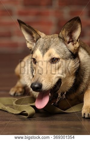 Crossbreed Husky And Shepherd Dog Close Up