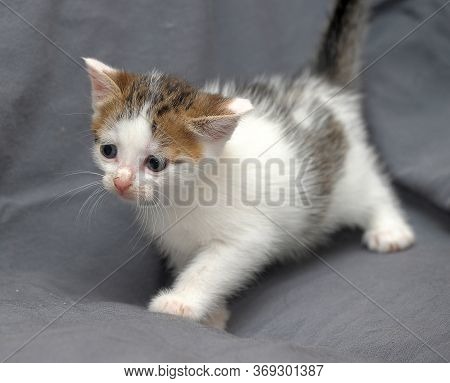 Cute Little White With Brown Kitten On Gray Background