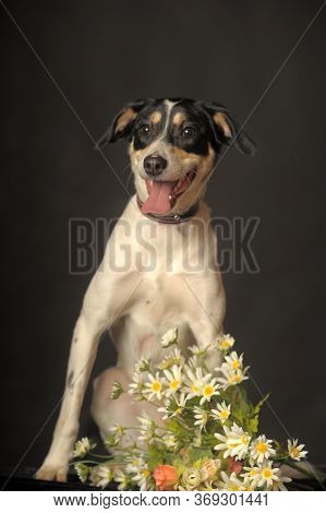 Cute Mixed Breed Puppy Portrait, White With A Red And Black Dog On A Dark Background In The Studio W