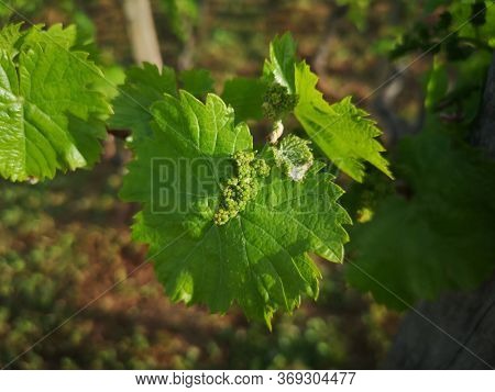 baby grape after spraying against fungal diseases