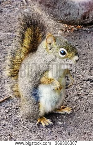 Canadian Squirrel Under Mount Robson And Whitehorn Mountain