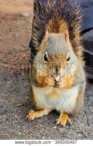 Canadian Squirrel Under Mount Robson And Whitehorn Mountain