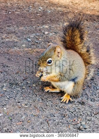 Canadian Squirrel Under Mount Robson And Whitehorn Mountain