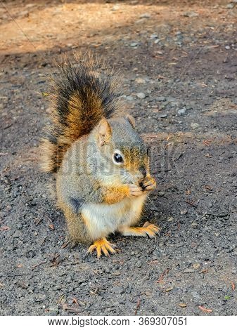 Canadian Squirrel Under Mount Robson And Whitehorn Mountain