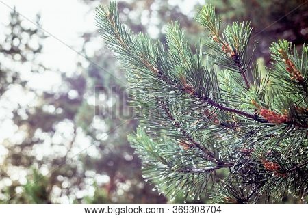 Young Cones On A Green Pine Branch After A Rain. Dew On Fresh Spruce Needles.