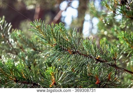 Young Cones On A Green Pine Branch After A Rain. Dew On Fresh Spruce Needles.