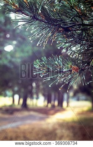 Young Cones On A Green Pine Branch After A Rain. Dew On Fresh Spruce Needles.
