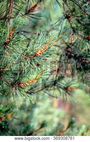 Young Cones On A Green Pine Branch After A Rain. Dew On Fresh Spruce Needles.