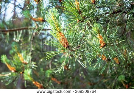 Young Cones On A Green Pine Branch After A Rain. Dew On Fresh Spruce Needles.