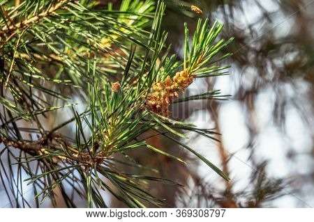 Young Cones On A Green Pine Branch After A Rain. Dew On Fresh Spruce Needles.