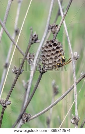 A Field Wasp Is Building A Hive In The Grass.