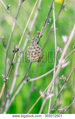 A Field Wasp Is Building A Hive In The Grass.