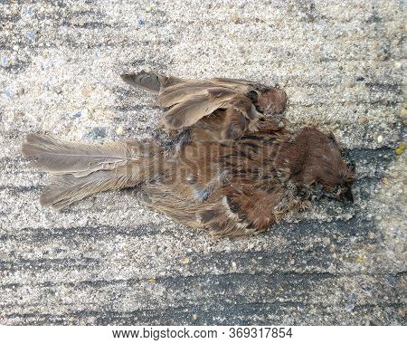 Car Crashed Dead Bird. Images For Commercial User.
