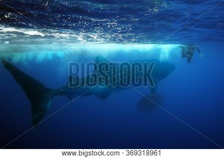 The Whale Shark (rhincodon Typus) , Wildlife Portrait