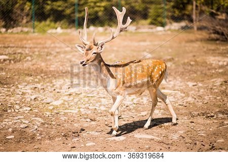 Cute Spotted Fallow Deer Is Ruminant Mammal Belonging To The Family Cervidae.