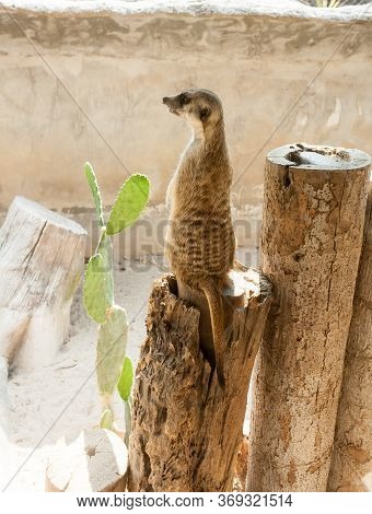 Meir Cats Standing Guard. Images For Commercial User.