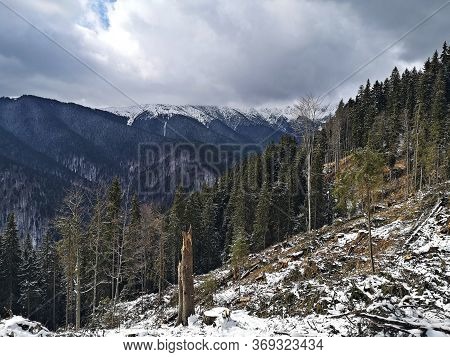 Broken Trees In The Forest After Storm.  Winter Landscape In The Mountains .