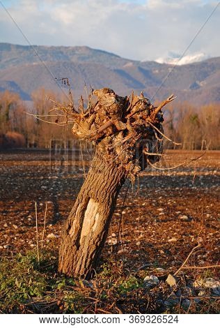 A Bare And Chopped Mulberry Tree With Winter A Field In The Background In Friul, North East Italy
