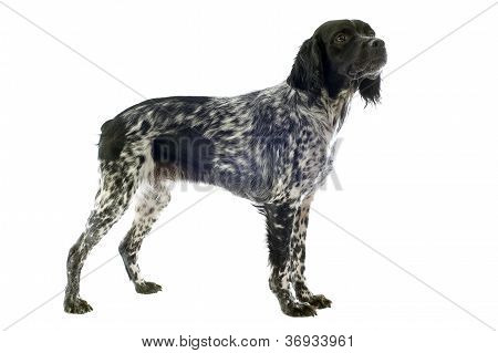 Brittany Spaniel