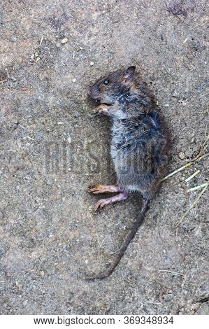 The Dead Rat Lies On The Ground.