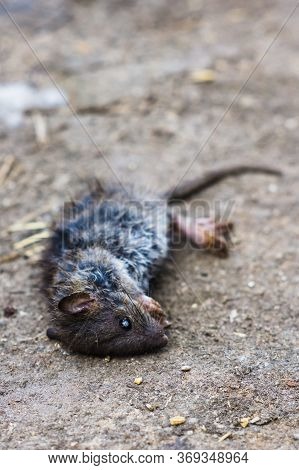 The Dead Rat Lies On The Ground.