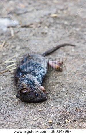 The Dead Rat Lies On The Ground.