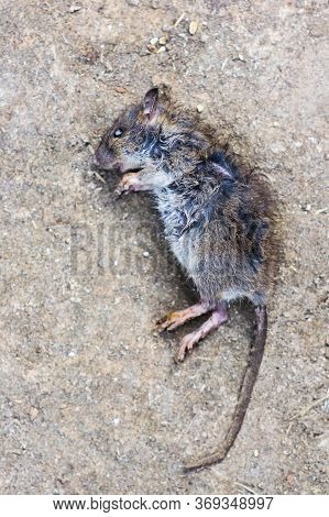The Dead Rat Lies On The Ground.
