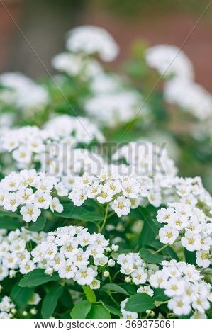A Branch Of The Spirea. Blooming Spirea By White Small Flowers. Spirea Wallpaper