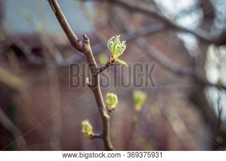 Blossoming Buds Of Pear Tree In Spting.
