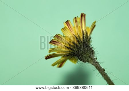 Isolated Image Of A Hieracium, Hawkweed Flower, That Is Photographed Against A Green Background