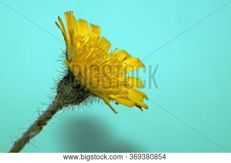 Isolated Image Of A Hieracium, Hawkweed Flower, That Is Photographed Against A Green Background