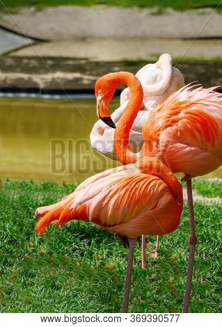 Greater Flamingo (phoenicopterus Roseus) And American Flamingo  (phoenicopterus Ruber) Near River
