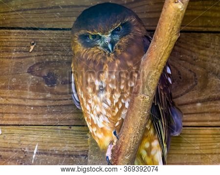 Portrait Of A Tasmanian Spotted Owl, Tropical Bird Specie From Australia And New Zealand
