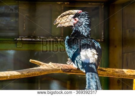 Portrait Of A Trumpeter Hornbill Bird From The Back, Tropical Animal Specie From Africa