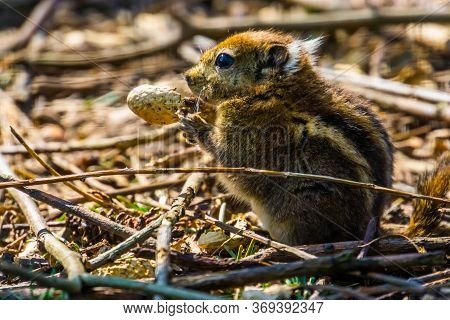 Cute Closeup Portrait Of An Asiatic Striped Squirrel Eating A Nut, Tropical Rodent Specie From Asia