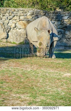 Square-lipped Rhinoceros (ceratotherium Simum) Eats Green Grass