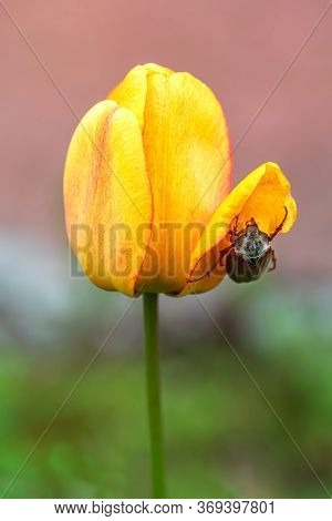 Maybug Or Cockchafer Hides Under The Petal Of Orange Tulip In The Springtime
