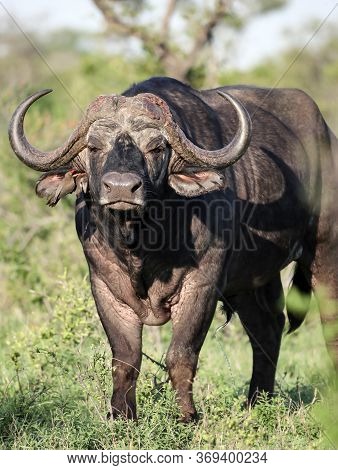 An Excited, Aggressive Bull Buffalo Is Preparing To Attack. An Old Male African Cape Buffalo Threate