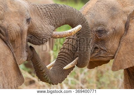 Two Elephants Greeting Each Other By Smelling Their Mouths Samburu Kenya