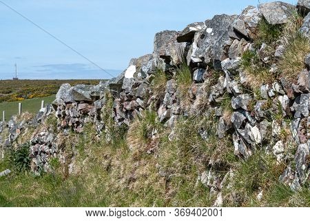 View Of Grass Growing Out Of A Drystone Wall
