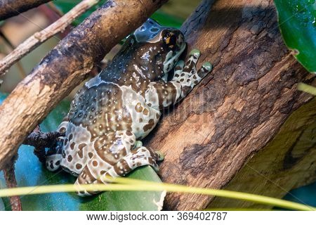 Mission Golden Eyed Tree Frog (trachycephalus Resinifiictrix)