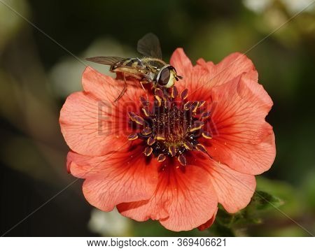 Hoverfly - Eupeodes Corollae 
Female Feeding On Nepal Cinquefoil Flower - Potentilla Nepalensis