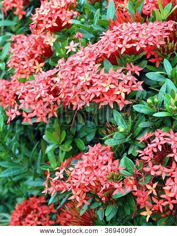 Dschungel Geranium (Ixora Coccinea). rote Farbe