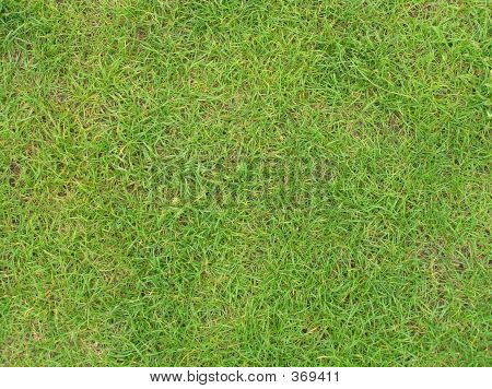 Grass1