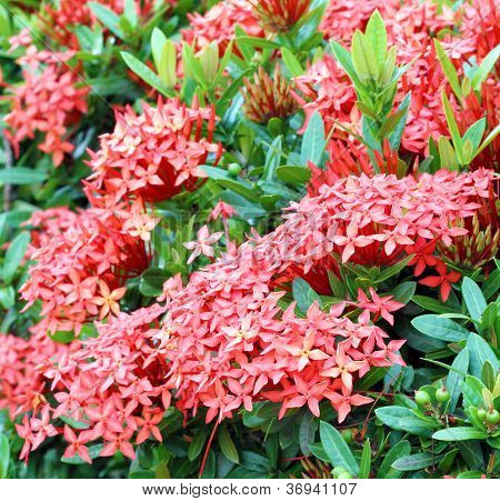 Dschungel Geranium (Ixora Coccinea). Rote Farbe